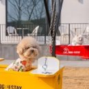 DOG채 애견스테이 | 독채애견스테이 반려견과의 특별한 추억, 여기서 만들었어요