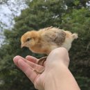 계두농장 이미지