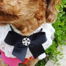 안젤라펫 이미지