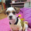 로미 Daum카페