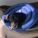 오라고동물병원 이미지