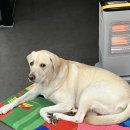 휘게 펫케어 이미지