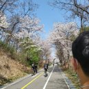 브이앤비 주식회사 | # 능내역 라이딩 : 전기자전거 다시타도 개꿀잼, 두번째 방문 벚꽃 라이딩 행복해_양평여행 3화