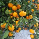 오세열농장 이미지