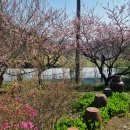 복숭아꽃살구꽃 이미지