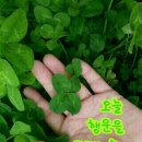 에뜨랑제 이미지