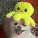 로또김밥 이미지