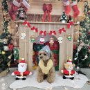 꼬숩당개 | 아산 좌부동 애견카페 수제간식 펫 돌봄 꼬숩당개 후기 :)