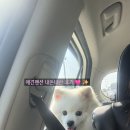 펫밀리 | 가평 가성비애견펜션 펫밀리애견펜션 내돈내산 후기
