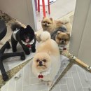 개이쁘댕 이미지