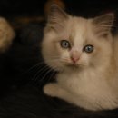 엘름트리 캐터리 이미지