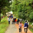 편백숲,쉼 이미지