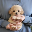 울산 강아지분양 미유펫 이미지