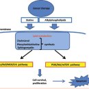 Re:스타틴의 항암용량 사용법 이미지