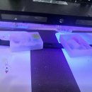 콩단