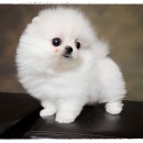 도그캐슬 이미지