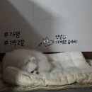 우리들의 댕댕이 | [가평 댕댕이 애견 펜션 실버] - 가평에서 2번째 방문한 내돈내산 애견 펜션 후기 궁금한 사람~?