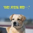 상중 Daum카페