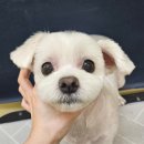 윙크펫 이미지
