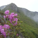 신불산의 봄의 향연2 이미지