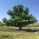 동탄 여울공원 축구장 이미지