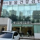 애니컴 메디컬센터 신부전 고양이 줄기세포 시술 후기