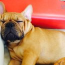 단디프렌치 이미지