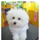 애니펫살롱 이미지