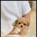 아이러브 독 이미지