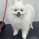 그루머솔 이미지