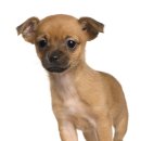 닥터 전 동물병원 이미지