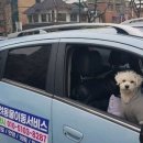 안산펫택시 이미지