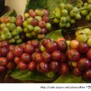 커피체리 이미지