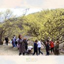 이천산수유마을 이미지