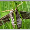 버들민박 이미지