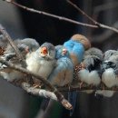 새들농장 이미지