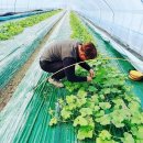 화니농장 이미지