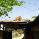 송아지집 이미지