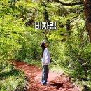 제주 평대리 비자나무 숲 | 제주 비자림 평대리 비자나무 숲 : 주차 입장료 시간 소요시간