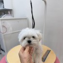 도그살롱 이미지
