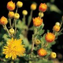 국화약국 이미지