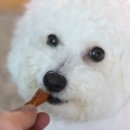초이펫 이미지