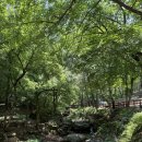 국립검마산자연휴양림 | 1박 2일 영양여행ㅣ[내돈내산] 국립 검마산 자연휴양림, 영양 자작나무 숲, 별 생태체험관 영양...