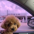 봉이네 애견미용 이미지