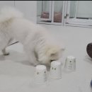 멍멍캐슬 이미지