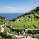 시골막걸리 이미지