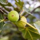 이른비스테이 이미지