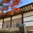 밀양향교작은도서관 | [경남 밀양] 밀양 가볼만한 곳 은행나무 명소 실기간 후기 ‘밀양향교’ (25년 11월 9일 방문)