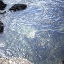 행복한횟집펜션 이미지