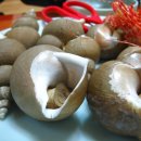 막내회센타 이미지